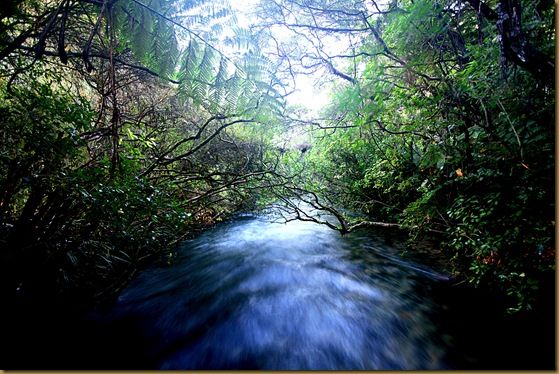 Pupu Springs