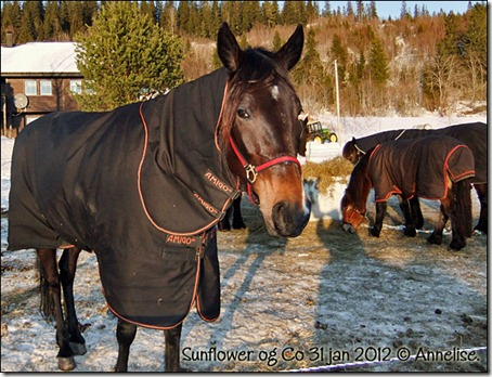 januar_2012_03