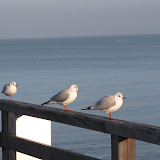 IMG_4780.JPG