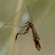Hanging fly