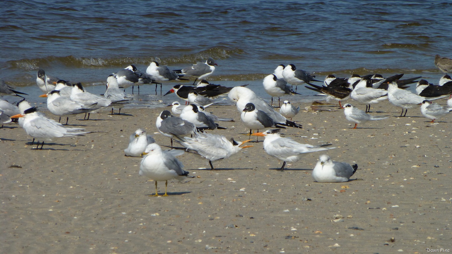[edisto-beach_0127.jpg]