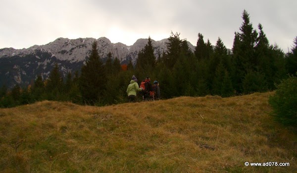 cioranga ramura de sus-3.JPG