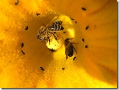 včely na květu a matečniky 185