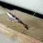 Two-spotted tree cricket