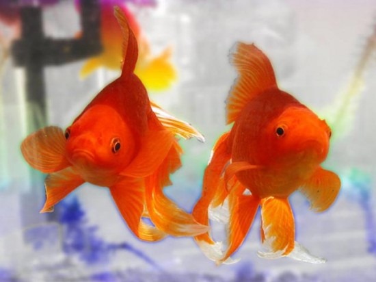 [Goldfish%255B2%255D.jpg]