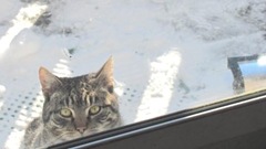 snowstorm 1.20.2012 Muffy snowstorm 1.20.2012 Muffy