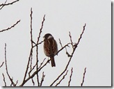 reed bunting