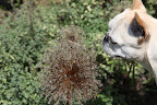Oh, wow!  I guess the purple allium have faded away.  We'll have to wait till next year to see them again.