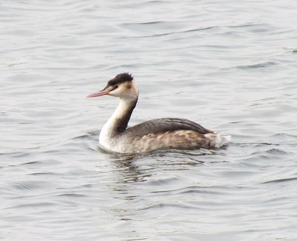 [great%2520crested-grebe%255B5%255D.jpg]