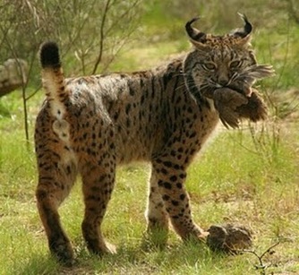 lince