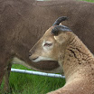 GLAShow 2012 026.jpg