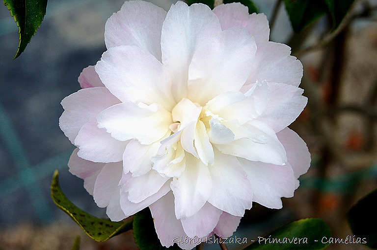 [Camlia-Rosa-1---Glria-Ishizaka---Qui%255B1%255D.jpg]