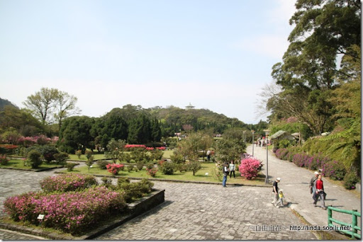 2010陽明山花季-杜鵑茶花園 2010陽明山花季-杜鵑茶花園