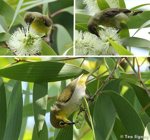 [Melaleuca-bird%255B3%255D.jpg]