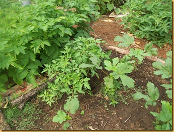 pickled beets; 1st broccoli; morning garden 5-12-11 042