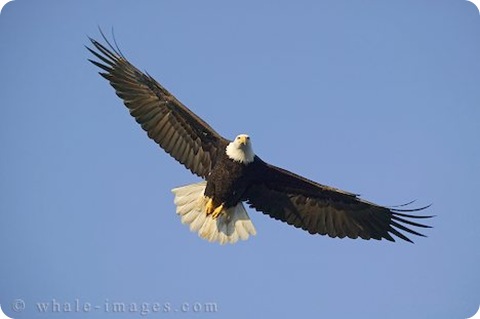 soaring-bald-eagles_111