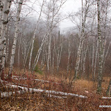 Birch Forest With Light Snow Starting / Gooseberry State Park / Minnesota