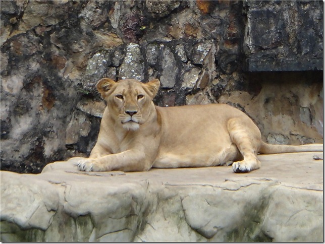 s-DSC06996 s-DSC06996