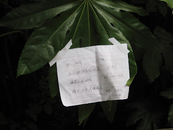 Marriage Matchmaking Note in Market (Photo by Todd Kimmel)