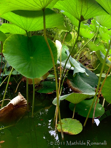 Lotus et Nénufar Lotus et Nénufar