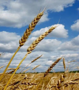 [farm%255B2%255D.jpg]
