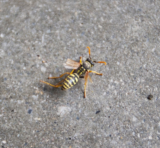 Well, Sharkey, you're right about that. This thing is missing wings and legs. However it's not a bee, but a yellow jacket, which is actually a predatory wasp. Well, Sharkey, you're right about that. This thing is missing wings and legs. However it's not a bee, but a yellow jacket, which is actually a predatory wasp.