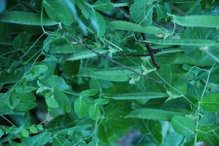 [ervilhas%2520DSC_0127DSC_014413%255B5%255D.jpg]