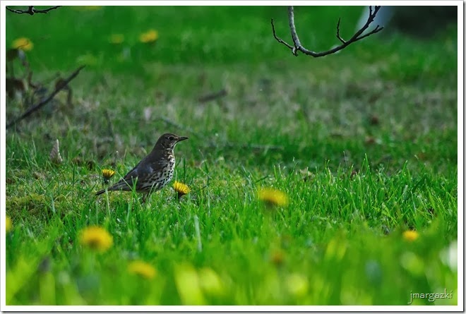 DSC_4527 DSC_4527