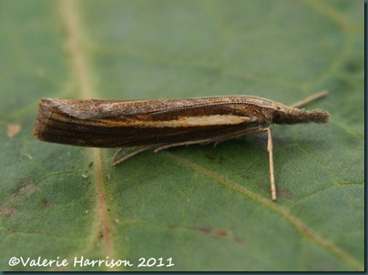 Agriphila-tristella