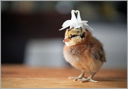 pollito-con-sombrero pollito-con-sombrero