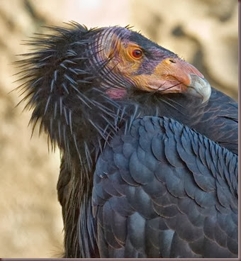 Amazing Animals Pictures California Condor (1)