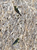 DSC_7684.jpg