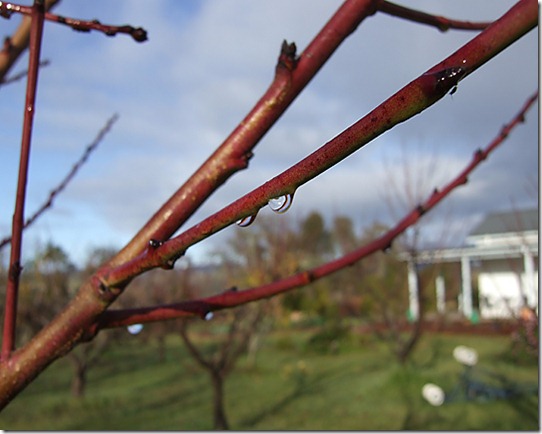 winterbranch