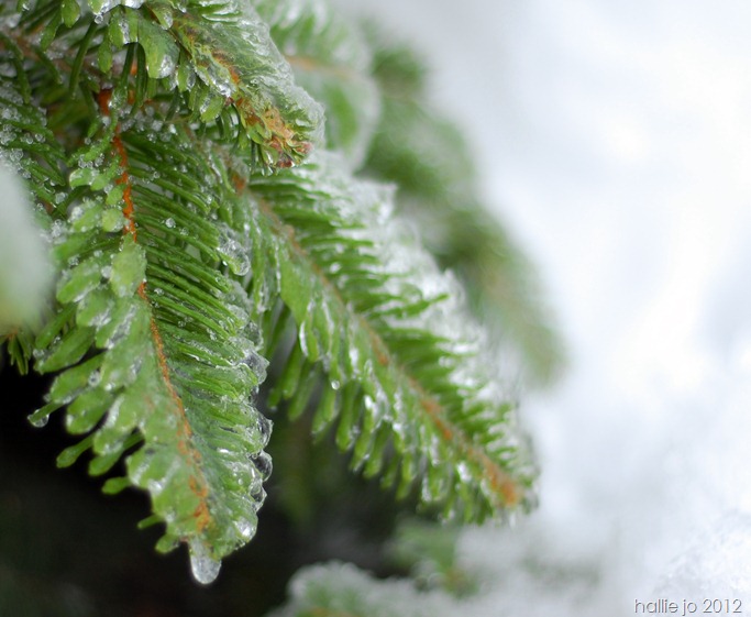 Snow21 Snow21