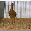 Poultry 012.jpg