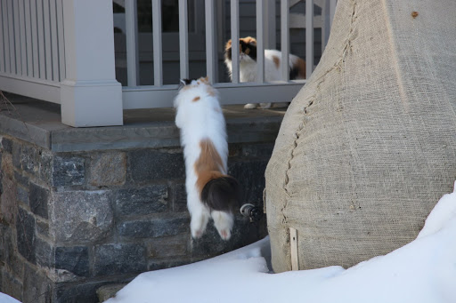 What's this?  A rather acrobatic jump up to join forces with her equally nefarious sister, Princess Peony.