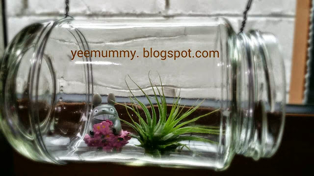 空气草新家 DIY Air plant Home air plant 空气草