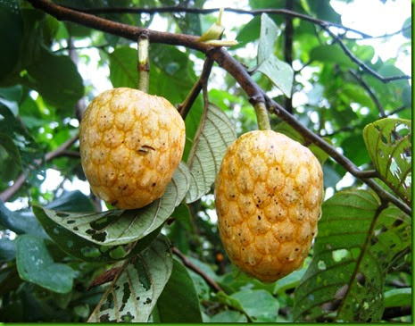 Annona_senegalensis