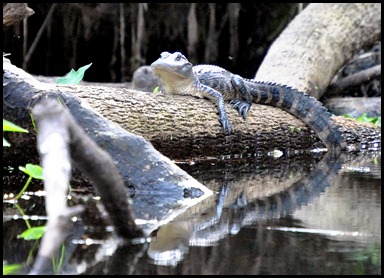 03 - Kayak Trip - Animal - Alligator 5