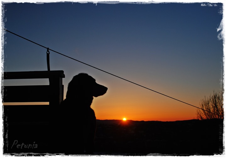 Jølle i solnedgang