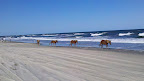 Cycle NC 2011 - Wild Horses walking along Corolla Beach - A beautiful photo of nature's finest.