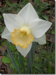 flower05 flower05
