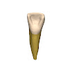 tooth_human_plastic.jpg