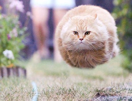 hover-cat-flying-cat-2