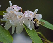 DSC_0093a.JPG