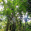 The Rainforest of the Daintree Discovery Centre - Oak Beach, Australia