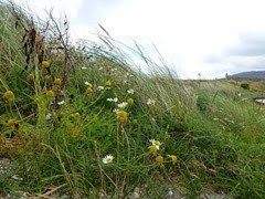 machair