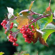 [American%2520cranberry%2520bush-%2520viburnum%255B2%255D.jpg]