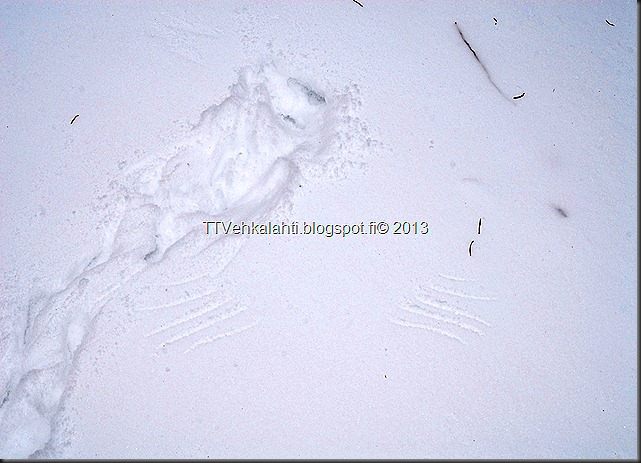 saukon jälkiä 058 saukon jälkiä 058