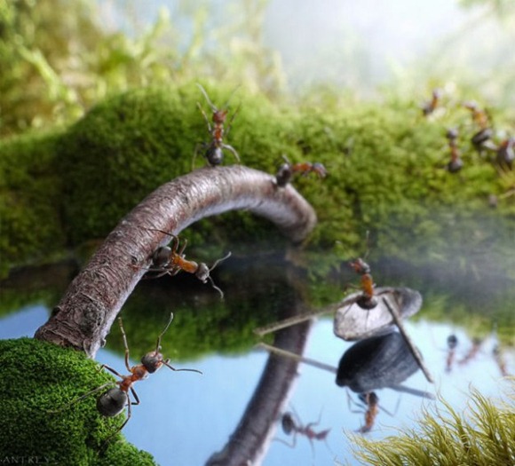 Life-of-Ants-Andrey-Pavlov-26